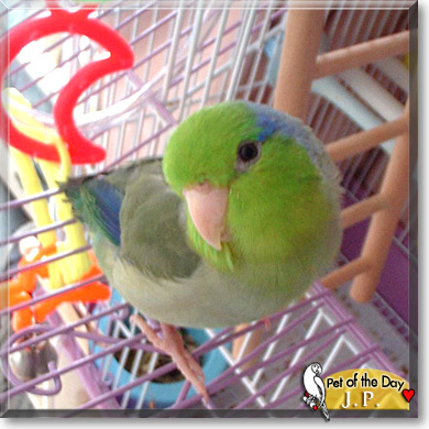 J.P., the Pet of the Day