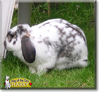 Harry, the Pet of the Day