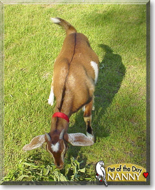 Nanny, the Pet of the Day Nanny, the Pet of the Day