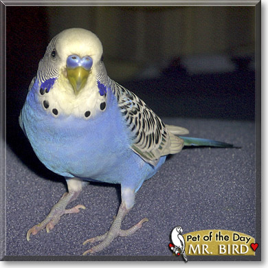 Mr. Bird, the Pet of the Day Mr. Bird, the Pet of the Day