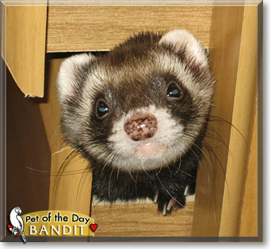 Bandit, the Pet of the Day Bandit, the Pet of the Day