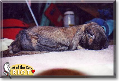 Riot, the Pet of the Day Riot, the Pet of the Day