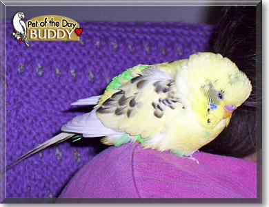 Buddy, the Pet of the Day Buddy, the Pet of the Day