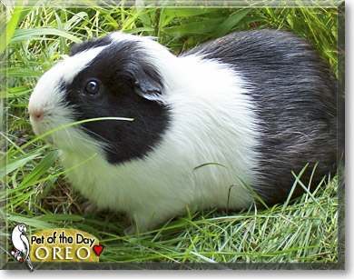 Oreo, the Pet of the Day Oreo, the Pet of the Day