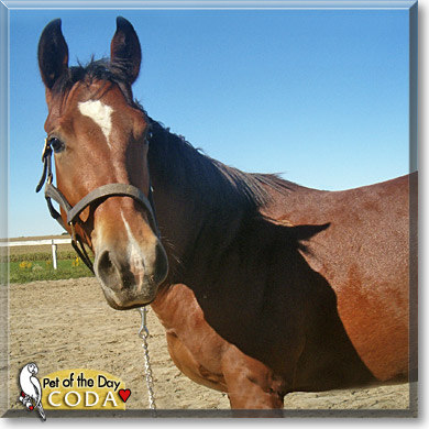 Coda, the Pet of the Day