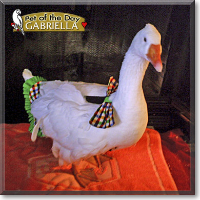 Gabriella, the Pet of the Day
