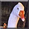 Pet of the Day