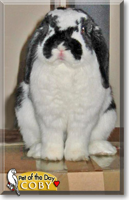 Coby, the Pet of the Day Coby, the Pet of the Day