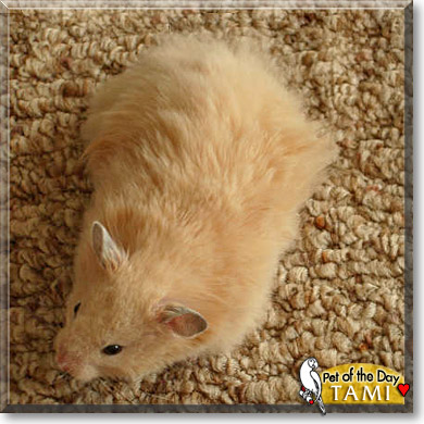 Tami, the Pet of the Day Tami, the Pet of the Day