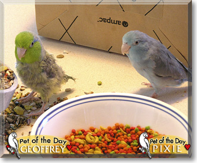 Geoffrey, Pixie, the Pet of the Day Geoffrey, Pixie, the Pet of the Day