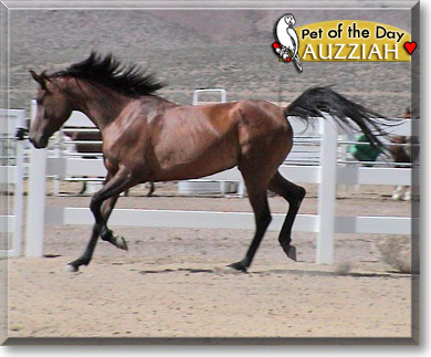 Auzziah, the Pet of the Day Auzziah, the Pet of the Day