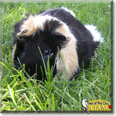 Liam, the Pet of the Day Liam, the Pet of the Day