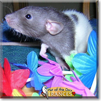 Frances Bean, the Pet of the Day Frances Bean, the Pet of the Day