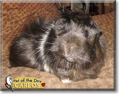 Carlos, the Pet of the Day Carlos, the Pet of the Day