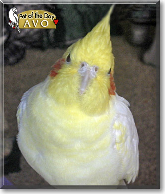 Avo, the Pet of the Day Avo, the Pet of the Day