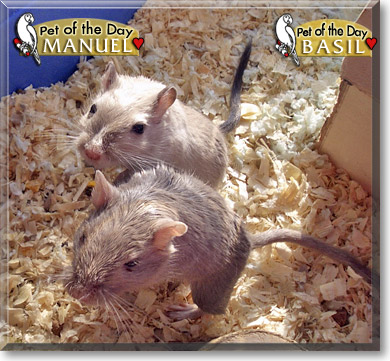 Basil, Manuel, the Pet of the Day Basil, Manuel, the Pet of the Day