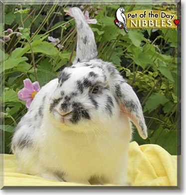 Nibbles, the Pet of the Day