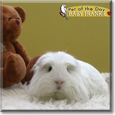 Baby Frankie, the Pet of the Day Baby Frankie, the Pet of the Day