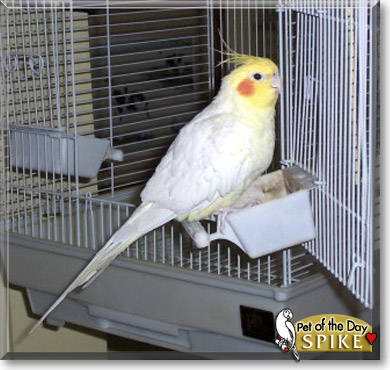 Spike, the Pet of the Day Spike, the Pet of the Day
