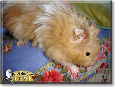 Levi, the Pet of the Day Levi, the Pet of the Day
