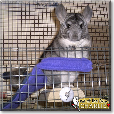 Charlie, the Pet of the Day