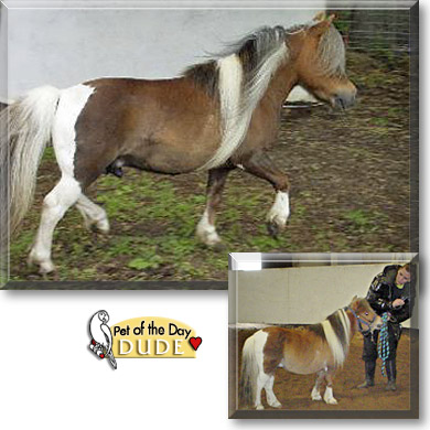 Dude, the Pet of the Day Dude, the Pet of the Day