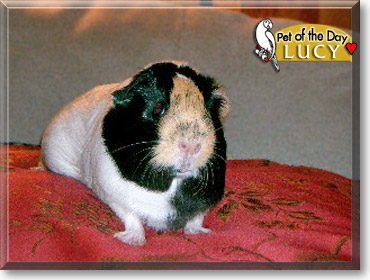 Lucy, the Pet of the Day