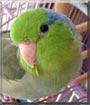Hermione the Pacific Green Split