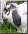 Harry the Lop Rabbit