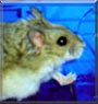 Hershey the Russian Dwarf Hamster