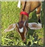 Nanny the Nubian Goat