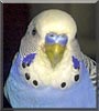 Mr. Bird the Parakeet