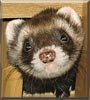 Bandit the Sable Ferret