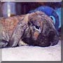 Riot the Holland Lop Rabbit