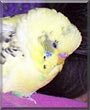 Buddy the Spangled Harlequin