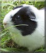 Oreo the Guinea Pig