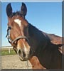 Coda the Gelding
