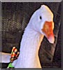 Gabriella the Sebastopol Goose