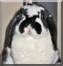 Coby the Mini Lop Rabbit