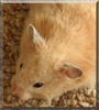 Tami the Teddy Bear Hamster