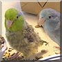 Geoffrey, Pixie the Pacific Parrotlets