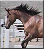 Auzziah the Arabian Horse