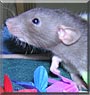Frances the Hooded Dumbo Rat