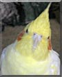 Avo the Lutino Cockatiel