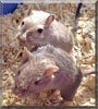 Basil, Manuel the Gerbils