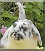 Nibbles the Rabbit