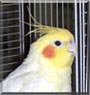 Spike the Cockatiel
