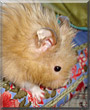 Levi the Teddy Bear Hamster