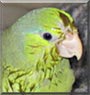 Sweetie the Pacific Parrotlet