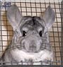Charlie the Grey Chinchilla